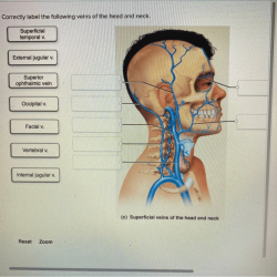 Correctly match the following hymen