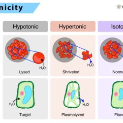 Tonicity solution each caironi