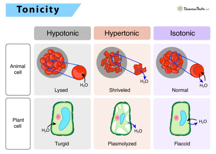 Tonicity solution each caironi