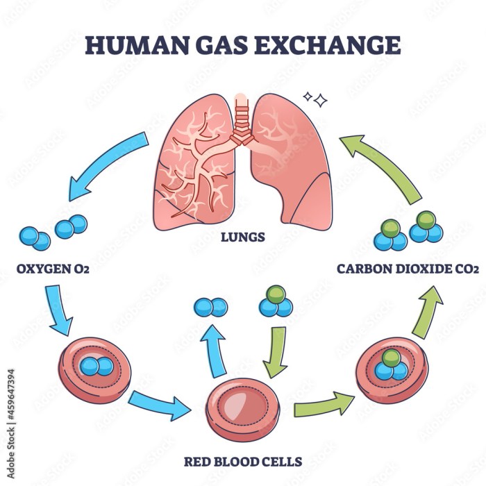 Exchange gas events key place sequence correct will animation bioflix activity chegg flowchart appropriate label location lungs carbon solved answers