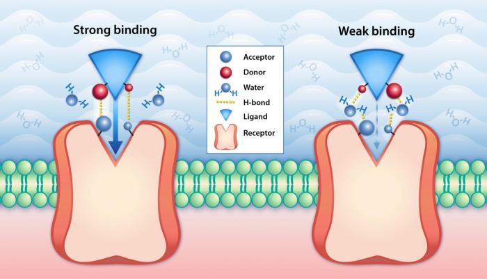 Protein a has a binding site for ligand x