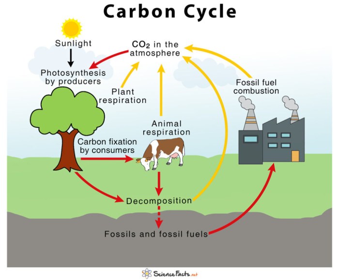 The carbon dioxide-oxygen cycle student activity sheet #1 answers