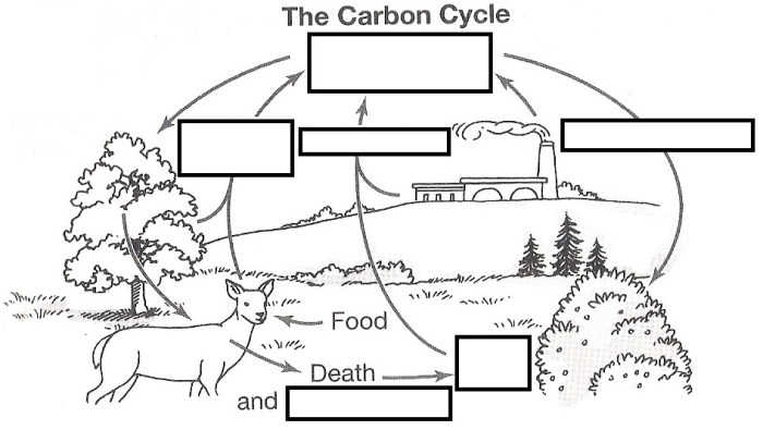 The carbon dioxide-oxygen cycle student activity sheet #1 answers