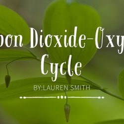 The carbon dioxide-oxygen cycle student activity sheet #1 answers