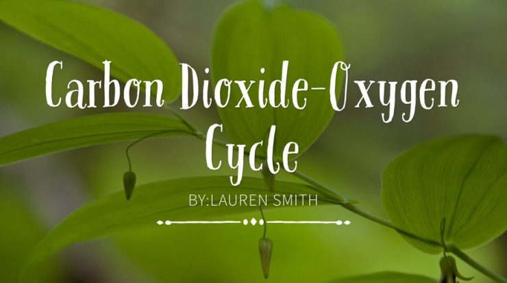 The carbon dioxide-oxygen cycle student activity sheet #1 answers