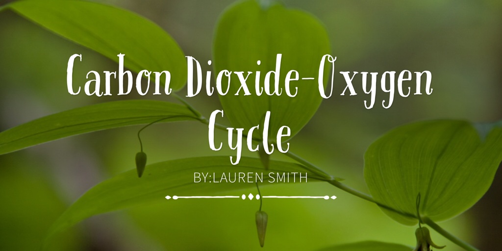 The carbon dioxide-oxygen cycle student activity sheet #1 answers