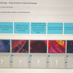 Bioflix activity gas exchange carbon dioxide transport