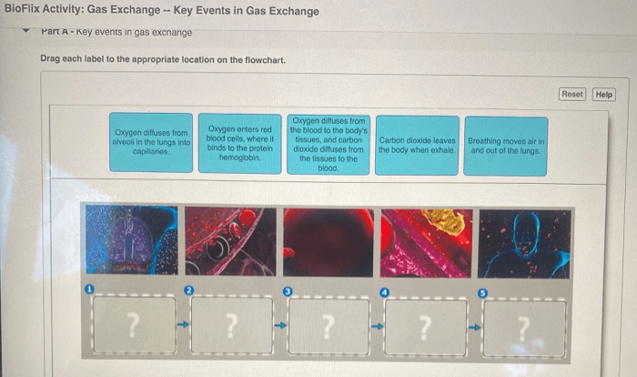 Bioflix activity gas exchange carbon dioxide transport