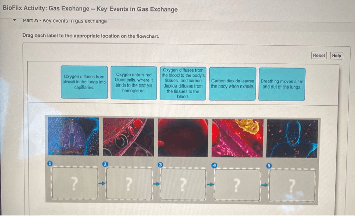 Bioflix activity gas exchange carbon dioxide transport