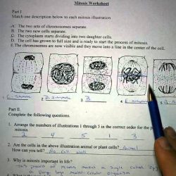 Mitosis worksheet and diagram identification answer