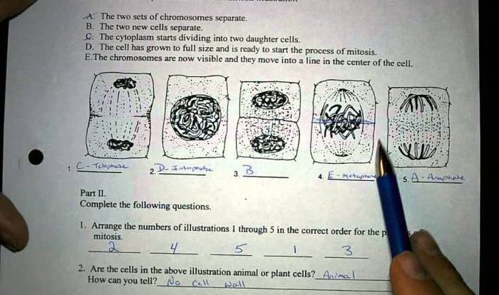 Mitosis worksheet and diagram identification answer