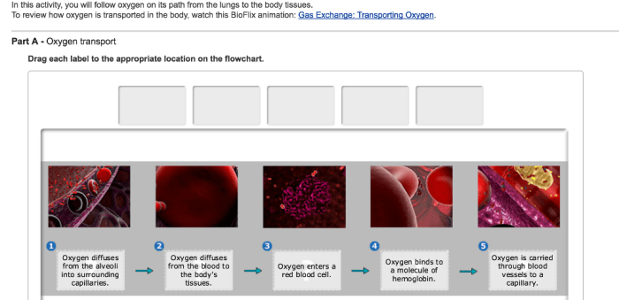 Bioflix activity gas exchange carbon dioxide transport